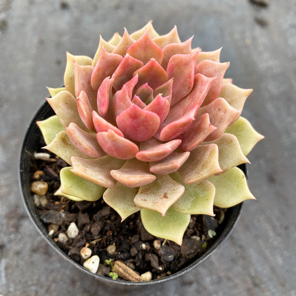 silver moon succulent Echeveria 'Silver moon' – LET LOVE GROW (Succulent & Cactus)