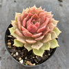 Echeveria 'Silver moon'