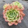 Echeveria Bella Donna
