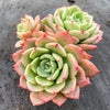 Echeveria Bella Donna