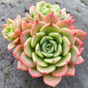 Echeveria Bella Donna