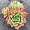 Echeveria Bella Donna