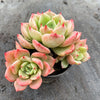 Echeveria Bella Donna
