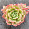Echeveria Bella Donna