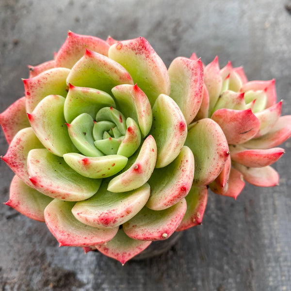 cache bella succulent Echeveria Bella Donna – LET LOVE GROW (Succulent & Cactus)