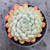 Echeveria setosa var. deminuta