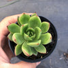 Echeveria agavoides 'Red Blush'