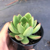 Echeveria agavoides 'Red Blush'