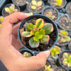 Crassula ovata crosby's compact variegate