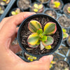 Crassula ovata crosby's compact variegate
