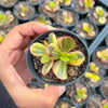 Crassula ovata crosby's compact variegate