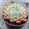 Echeveria setosa var. deminuta