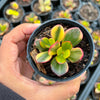 Crassula ovata crosby's compact variegate