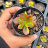 Crassula ovata crosby's compact variegate