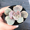 Echeveria 'Lolita'