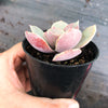 Echeveria 'Lolita'