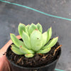 Echeveria 'Yamatoren'