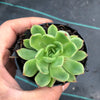 Echeveria 'Yamatoren'