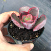 Echeveria 'Big Red'