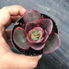 Echeveria 'Big Red'