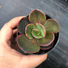 Echeveria 'Big Red'