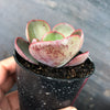 Echeveria 'Big Red'