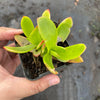Crassula capitella 'Campfire'