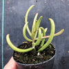 Senecio antandroi