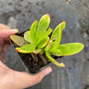 Crassula capitella 'Campfire'