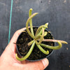 Senecio antandroi