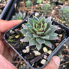 Sempervivum 'Thunder' (P/C)