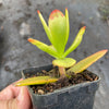 Crassula capitella 'Campfire'