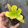 Crassula capitella 'Campfire'