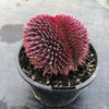 Sempervivum 'Centennial' CREST (XS)