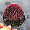 Sempervivum 'Centennial' CREST (XS)