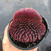 Sempervivum 'Centennial' CREST (XS)