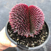 Sempervivum 'Centennial' CREST (XS)