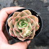 Echeveria Semnan