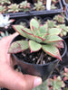 Echeveria longissima x Tacitus bellus