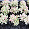 Crassula rogersii variegata