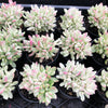 Crassula rogersii variegata