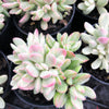 Crassula rogersii variegata