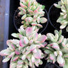 Crassula rogersii variegata