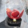 Echeveria 'Fireball' (1 x CUTTING)