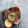 Echeveria 'Fireball' (1 x CUTTING)