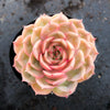 Echeveria 'Onslow' (aka. Ech. Michella)