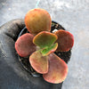 Echeveria 'Fireball' (1 x CUTTING)