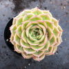 Echeveria 'Onslow' (aka. Ech. Michella)
