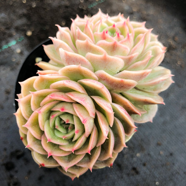 onslow succulent Echeveria 'Onslow' (aka. Ech. Michella) – LET LOVE GROW (Succulent & Cactus)