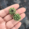 Sempervivum cantabricum subsp. Urbionense (SET OF 5 CUTTINGS)